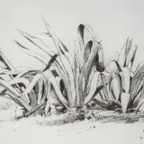 Agave