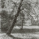 Naturstudie mit Baum